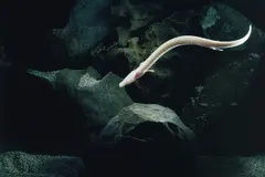 Olm (Proteus anguinus) displaying natural behavioral traits in wild habitat