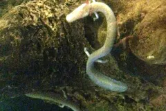 Olm (Proteus anguinus) displaying natural behavioral traits in wild habitat