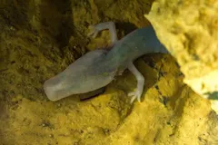 Olm (Proteus anguinus) displaying natural behavioral traits in wild habitat