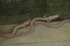 Olm (Proteus anguinus) displaying natural behavioral traits in wild habitat