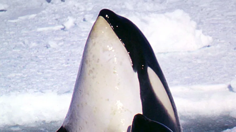Orca (Killer Whale) in natural habitat
