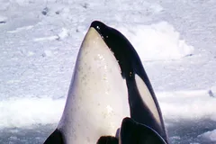 Orca (Killer Whale) in natural habitat