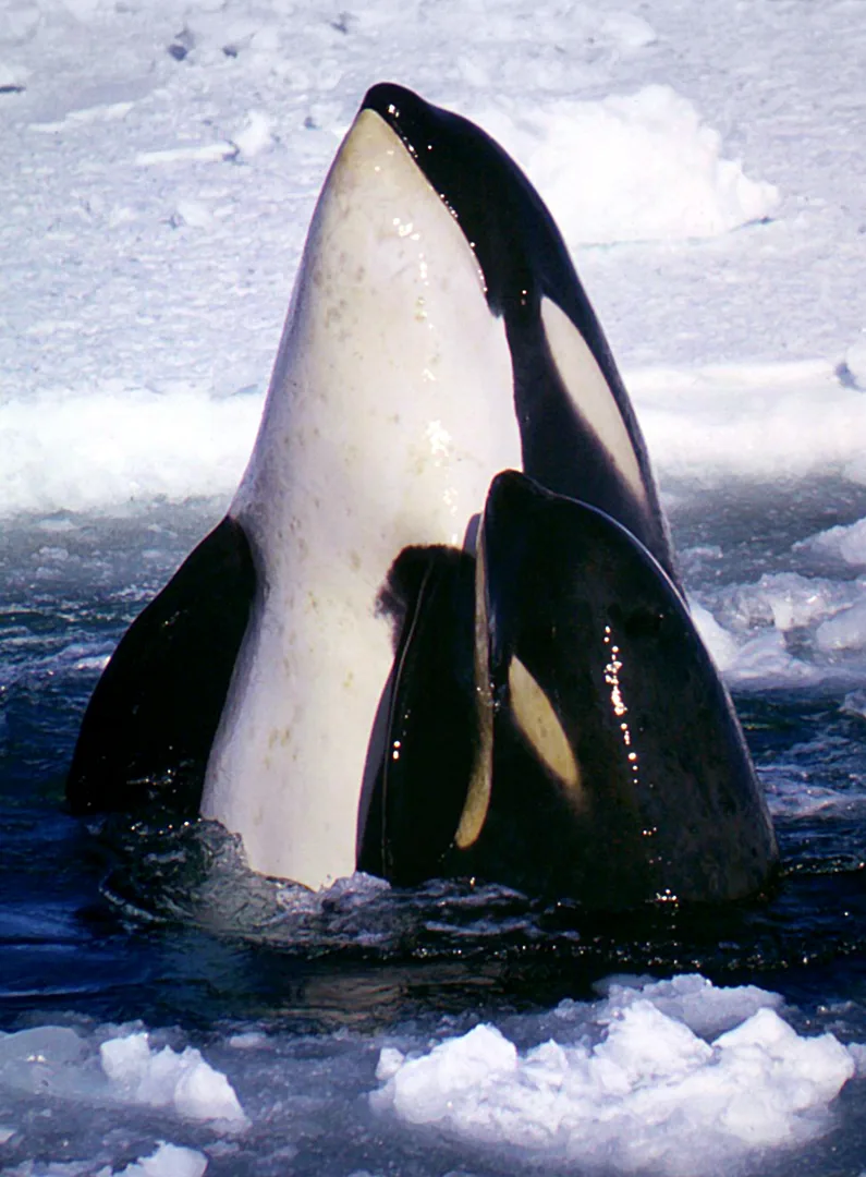 Orca (Killer Whale) in natural habitat