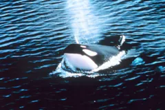 Orca (Killer Whale) in natural habitat
