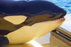 Orca (Killer Whale) in natural habitat