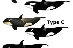 Orca (Killer Whale) in natural habitat