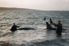 Orca (Killer Whale) in natural habitat