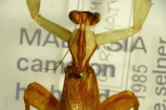 Orchid Mantis in natural habitat