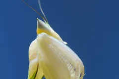 Orchid Mantis in natural habitat
