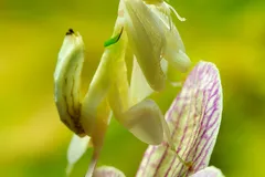 Orchid Mantis in natural habitat