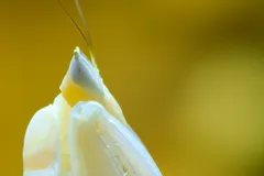 Orchid Mantis in natural habitat
