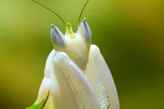 Orchid Mantis in natural habitat