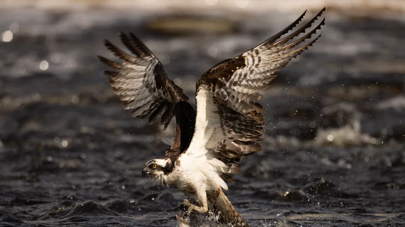Osprey lifting off the water with spread wings just after a feet-first plunge