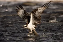Osprey lifting off the water with spread wings just after a feet-first plunge