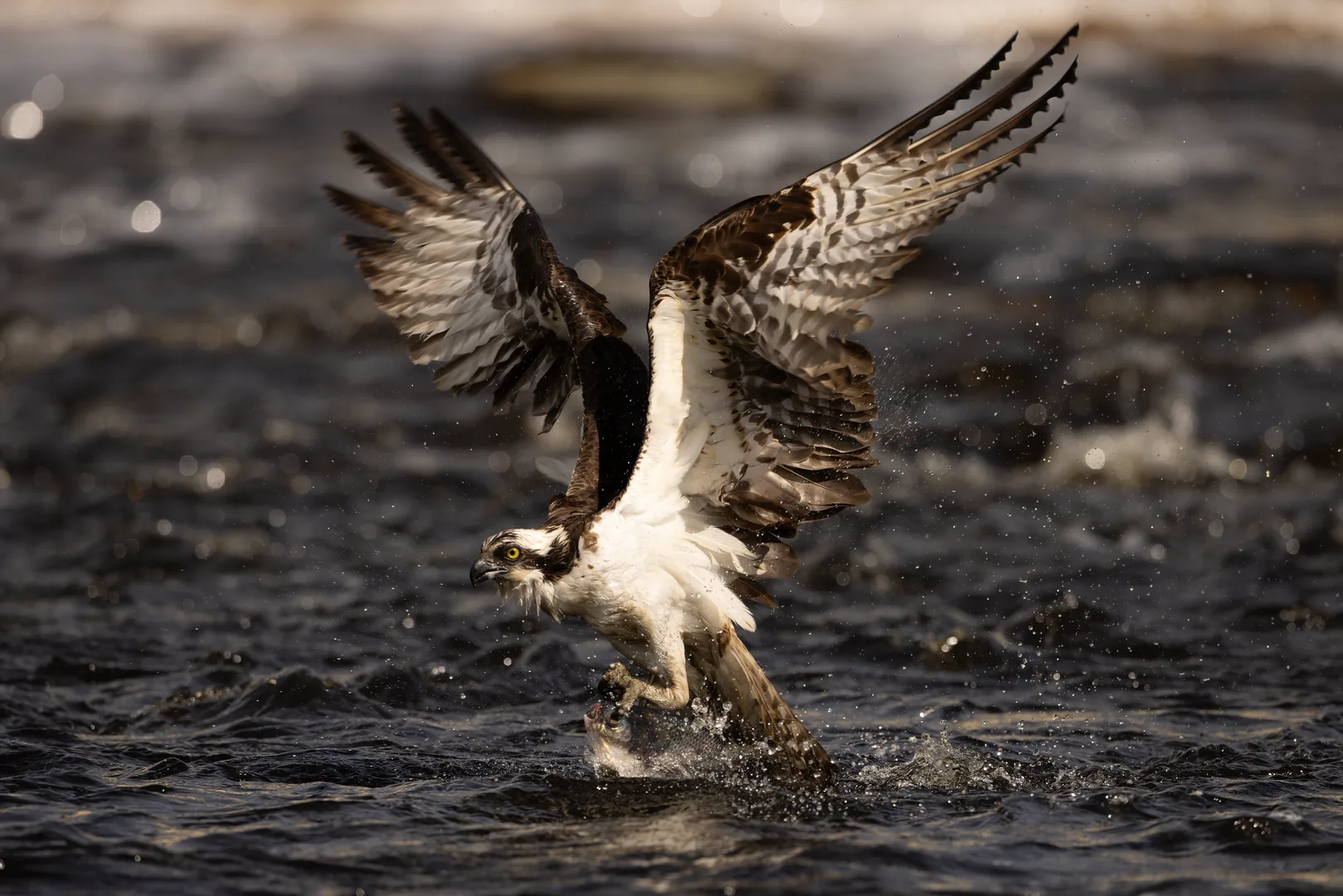Osprey lifting off the water with spread wings just after a feet-first plunge
