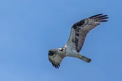 Osprey in flight against blue sky, banded underwings spread wide