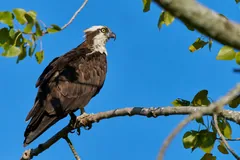 Osprey perched on a leafy branch, dark brown back and white head stripe