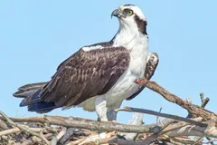 Osprey standing on a stick nest with its white breast and dark eye stripe