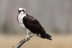 Osprey perched on a bare branch against a soft brown background