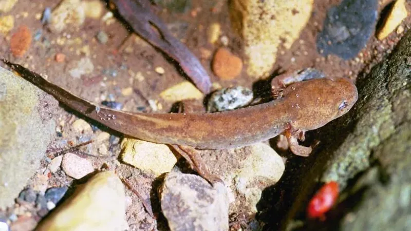 Slender brown salamander resting on wet pebbles