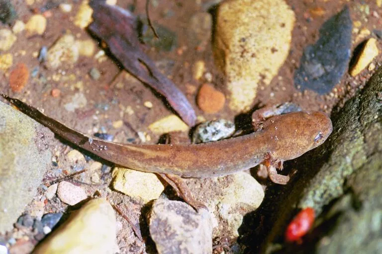 Slender brown salamander resting on wet pebbles