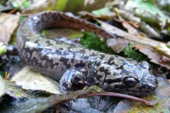 Grey-and-black marbled salamander lying curled among fallen leaves and moss