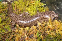 Brown salamander with dark marbling stretched across a bed of yellow-green moss
