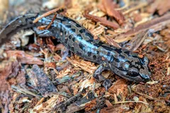 Dark blue-black salamander with pale marbling crawling over bark chips