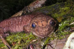 Stout pinkish-brown salamander with a broad head resting on wet moss