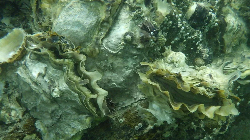 Pacific oyster underwater with its frilled valves slightly open
