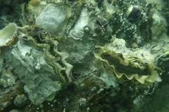 Pacific oyster underwater with its frilled valves slightly open