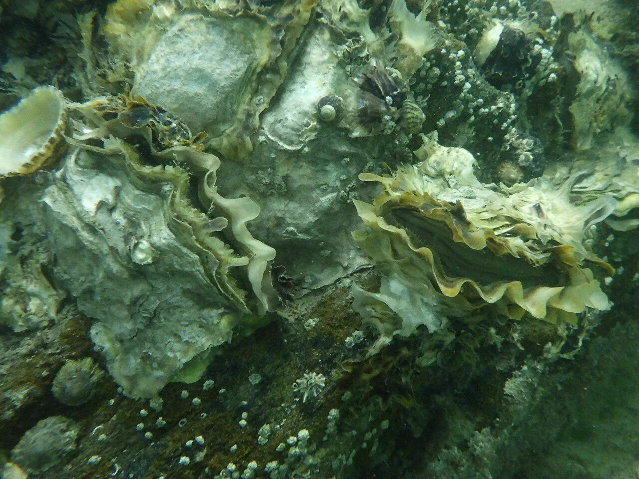 Pacific oyster underwater with its frilled valves slightly open