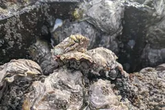 Cluster of Pacific oysters cemented together on a rocky shore