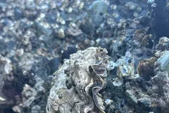 Pacific oyster attached among smaller shells on an intertidal rock