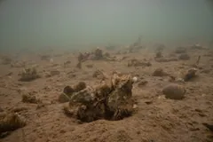 Pacific oyster sitting on a sandy seabed in murky green water