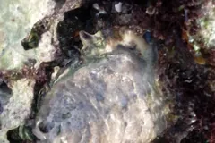 Ridged Pacific oyster fixed to a seaweed-covered rock at low tide