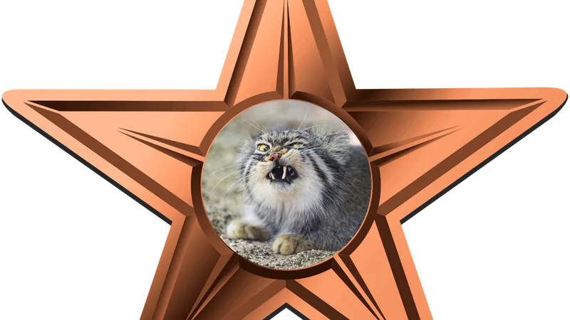 Pallas's Cat (Manul) in natural habitat