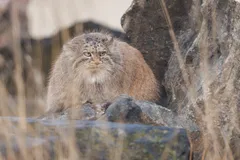 Pallas's Cat (Manul) in natural habitat