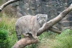 Pallas's Cat (Manul) in natural habitat