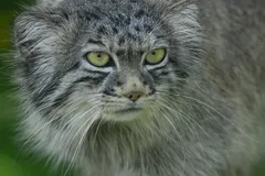 Pallas's Cat (Manul) in natural habitat