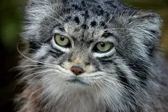 Pallas's Cat (Manul) in natural habitat