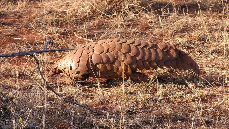 Steppenschuppentier (Manis temminckii), Madikwe Game Reserve, Südafrika