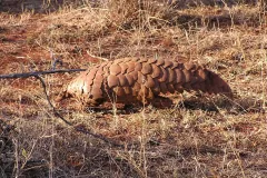 Steppenschuppentier (Manis temminckii), Madikwe Game Reserve, Südafrika