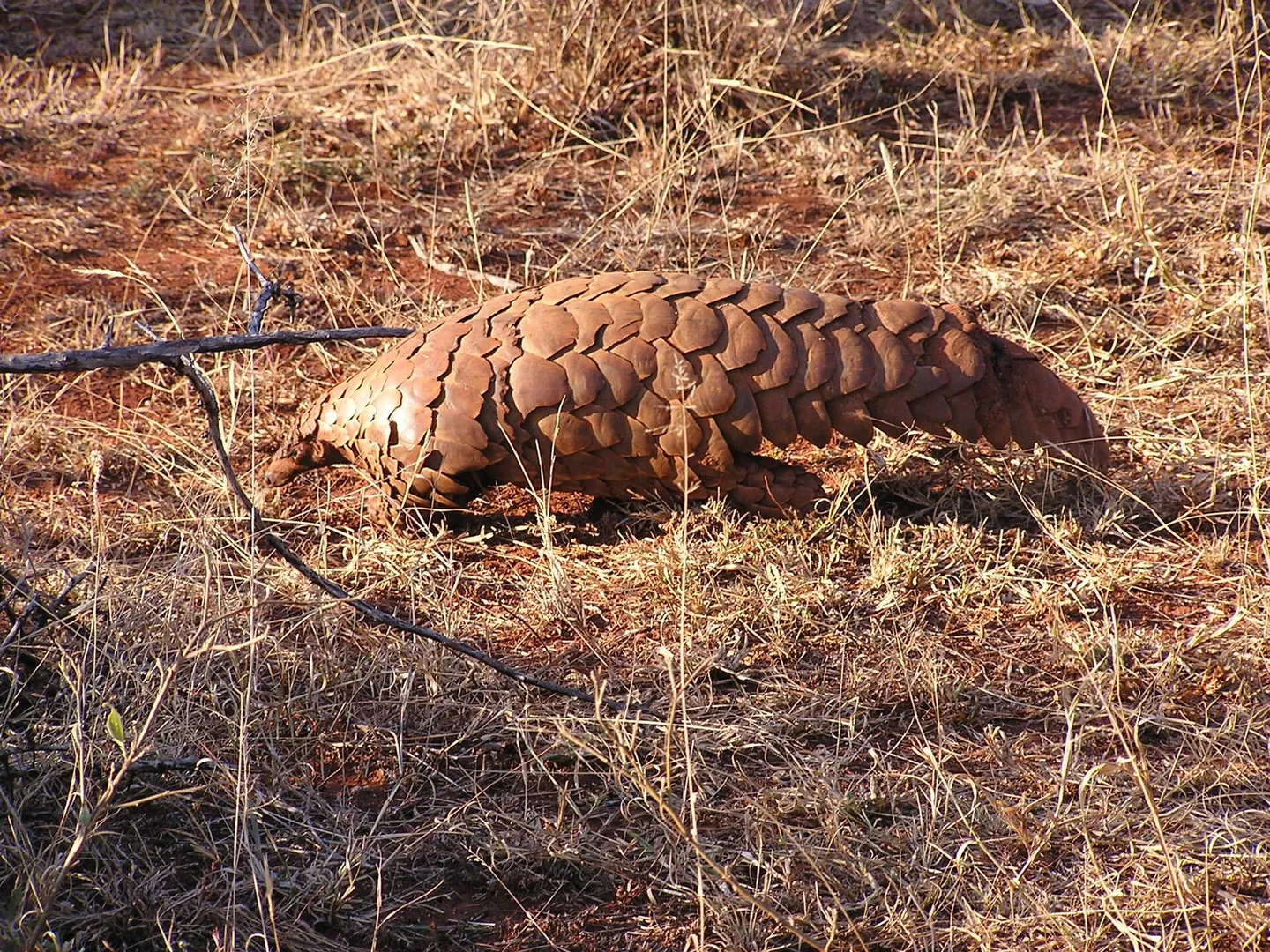 Temminck's Ground Pangolin