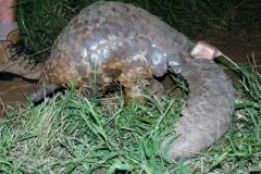 Pangolin