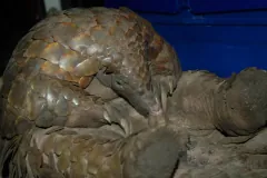 Pangolin Waking Up.