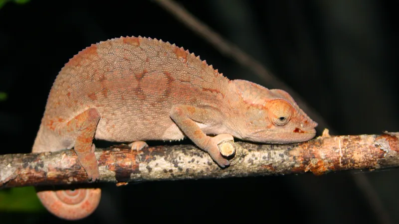 Male panther chameleon displaying radiant turquoise, scarlet, and yellow coloration