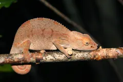 Male panther chameleon displaying radiant turquoise, scarlet, and yellow coloration