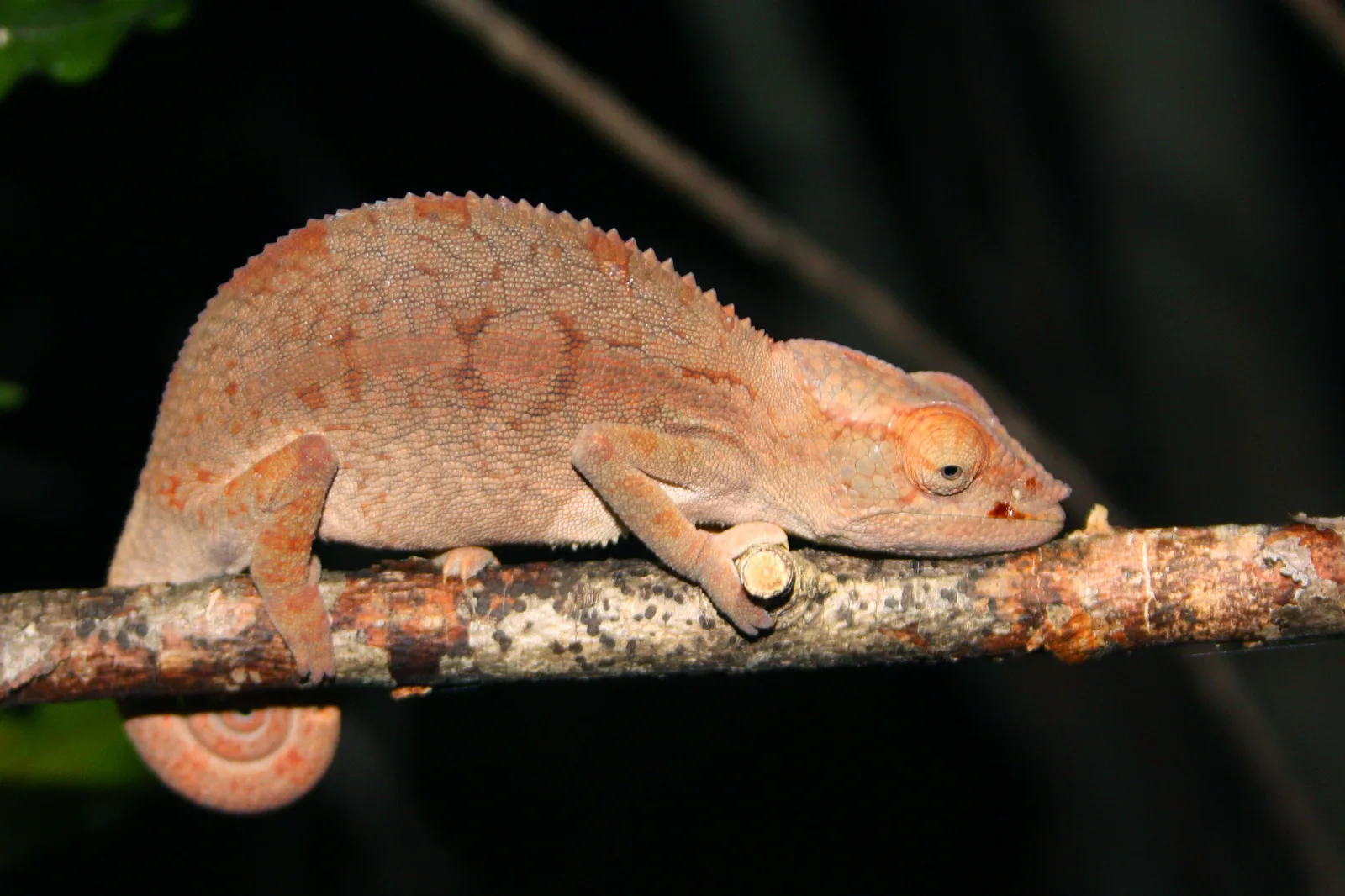 Male panther chameleon displaying radiant turquoise, scarlet, and yellow coloration