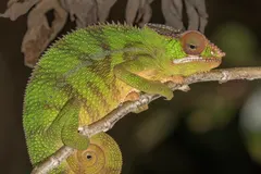 Panther chameleon gripping rainforest branch with zygodactylous grasping feet